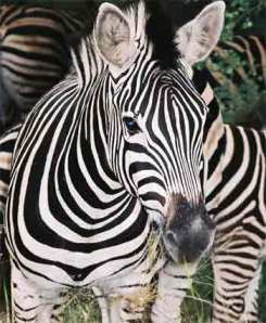 zebra zebra